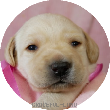 英国ラブラドールの子犬